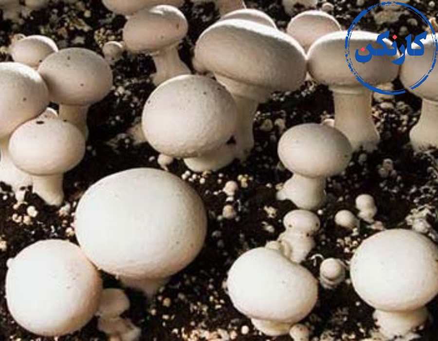 مشاغل خانگی پردرآمد برای زنان در مازندران