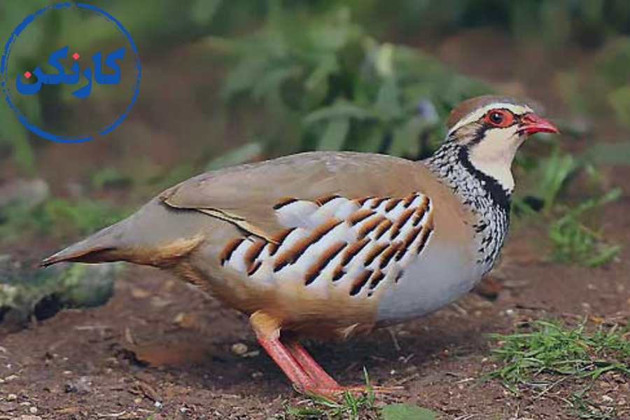 لیست مشاغل خانگی پردرآمد برای آقایان