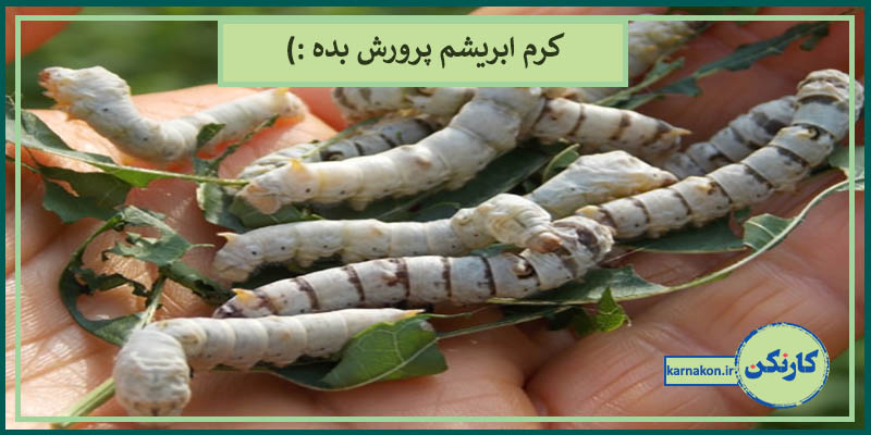 ایده های پولساز برای نوجوانان