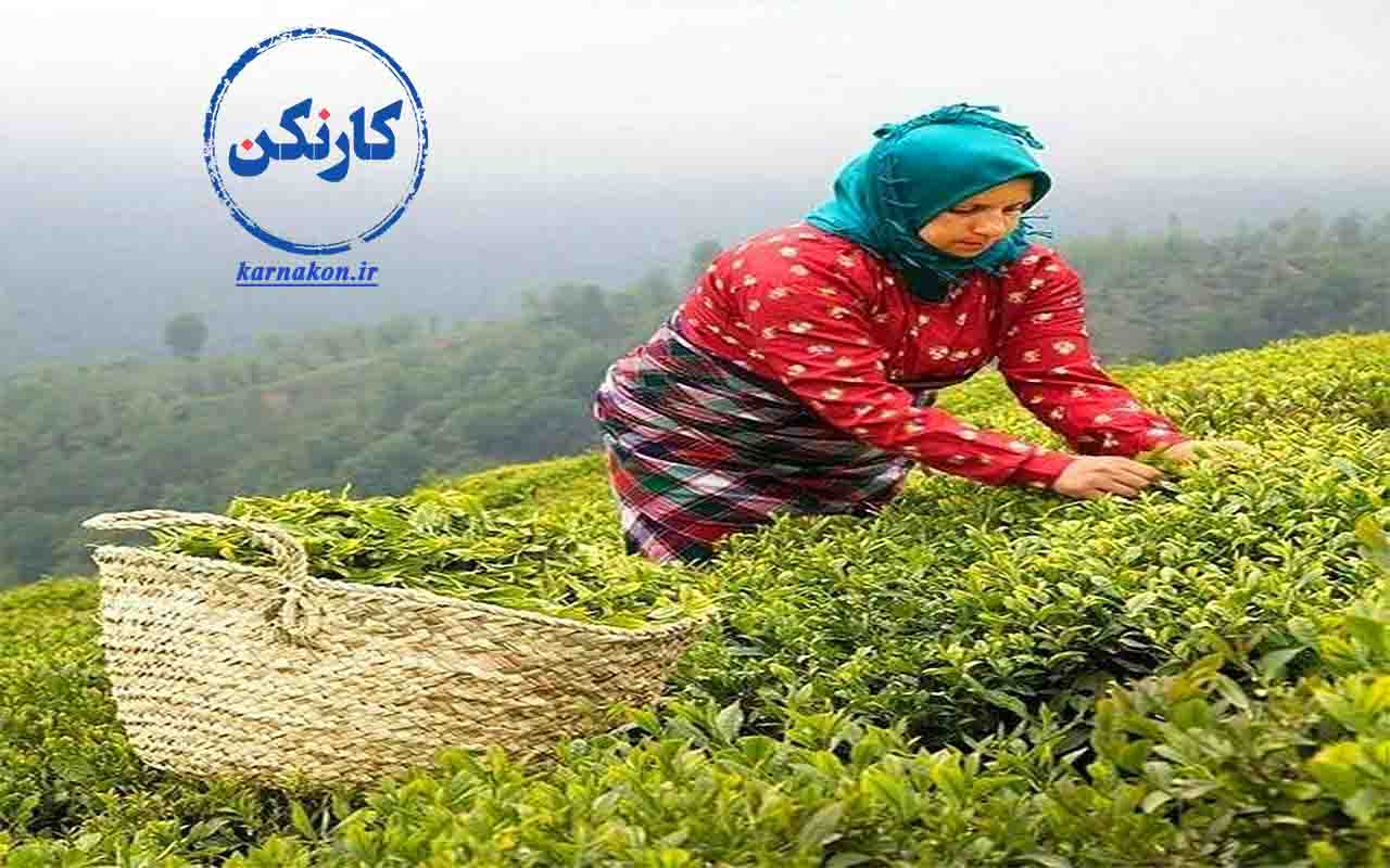 مشاغل زنان روستایی در شمال کشور و تنوع بسیار آن