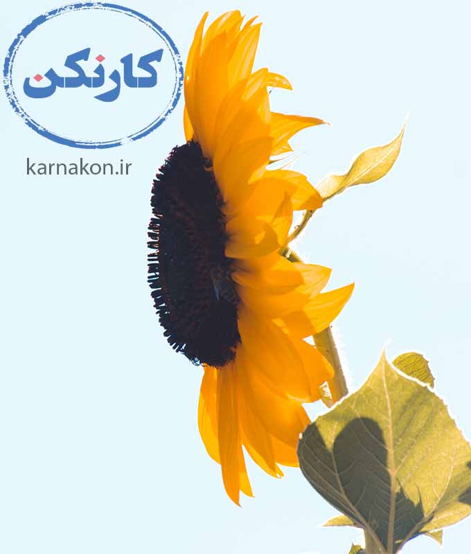 تست هوش انتخاب شغل