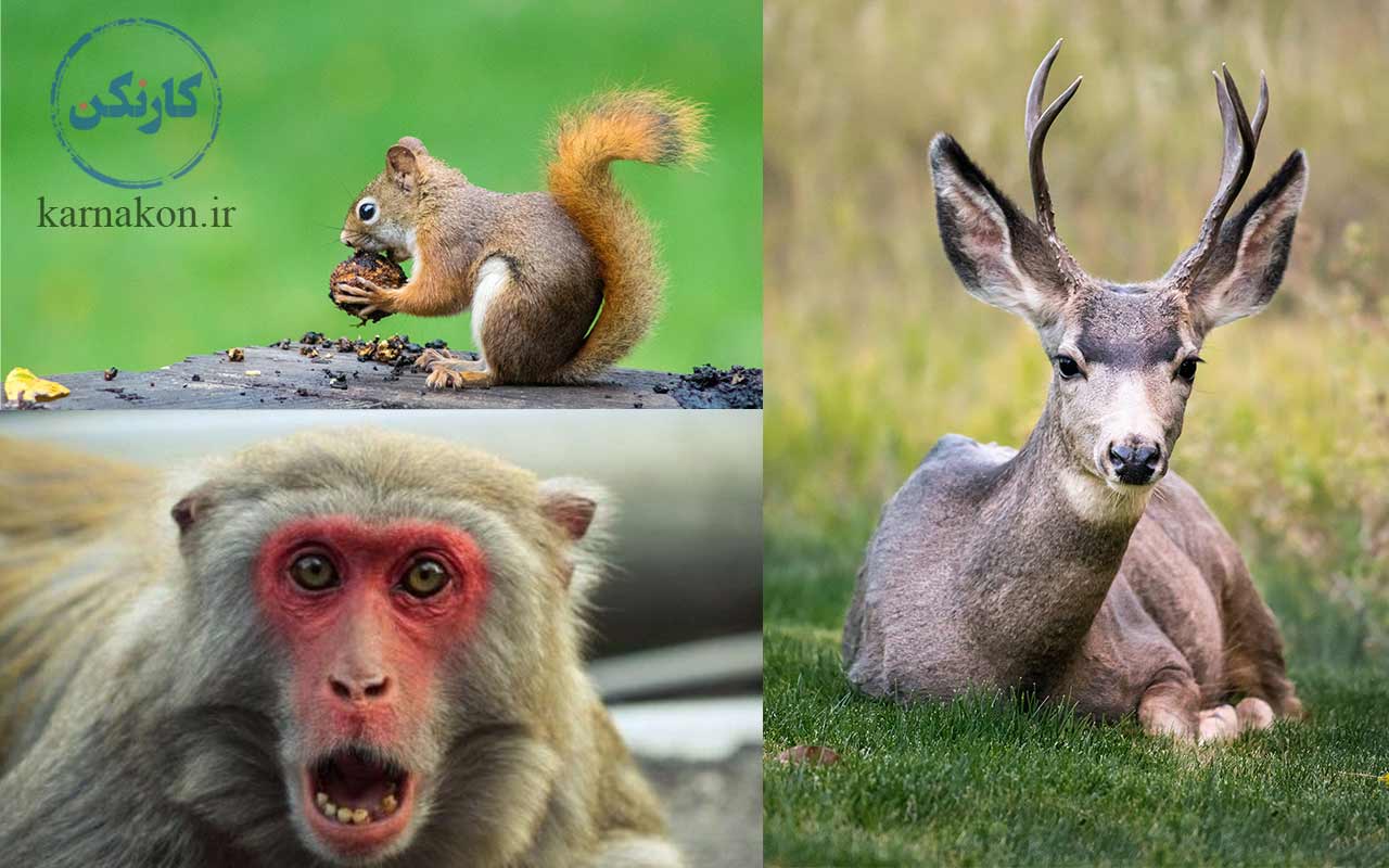 پرورش گوزن، میمون و سنجاب در لیست پرورش حیوانات کمیاب