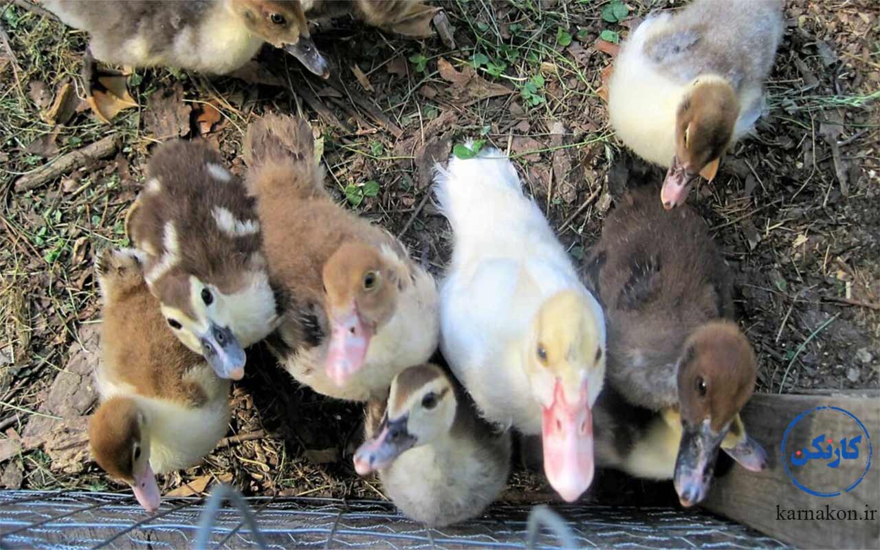 پرورش اردک گوشتی در لیست پردرآمدترین حیوان برای پرورش دادن