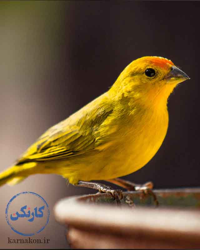 پرسودترین پرنده پرورشی در ایران