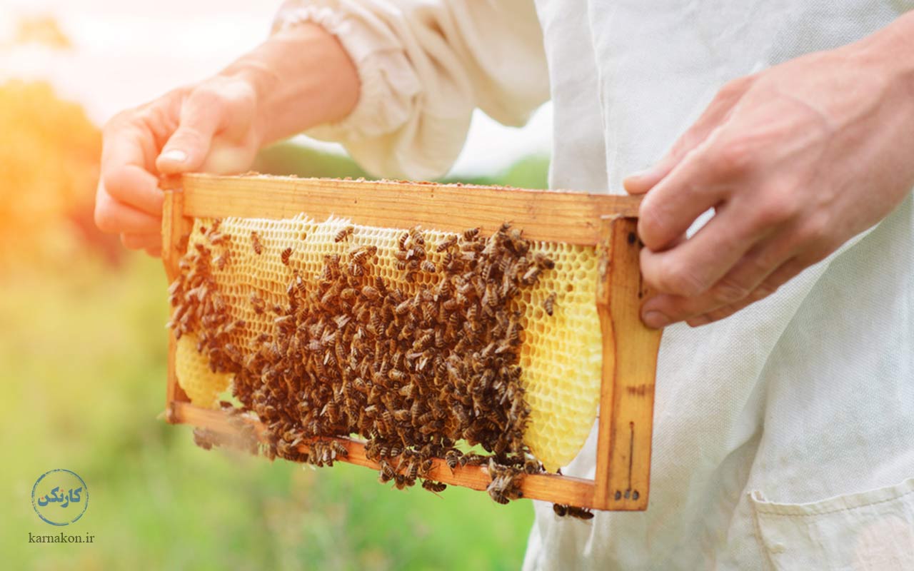 کارآفرینی در زمینه کشاورزی با تولید عسل