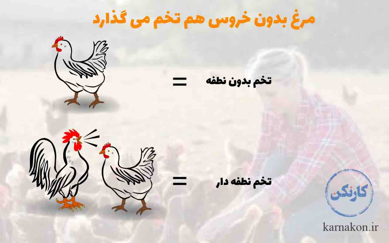 سود پرورش مرغ تخمگذار بومی مناسب است.  برای این کار نیاز به تعدادی خروس دارید