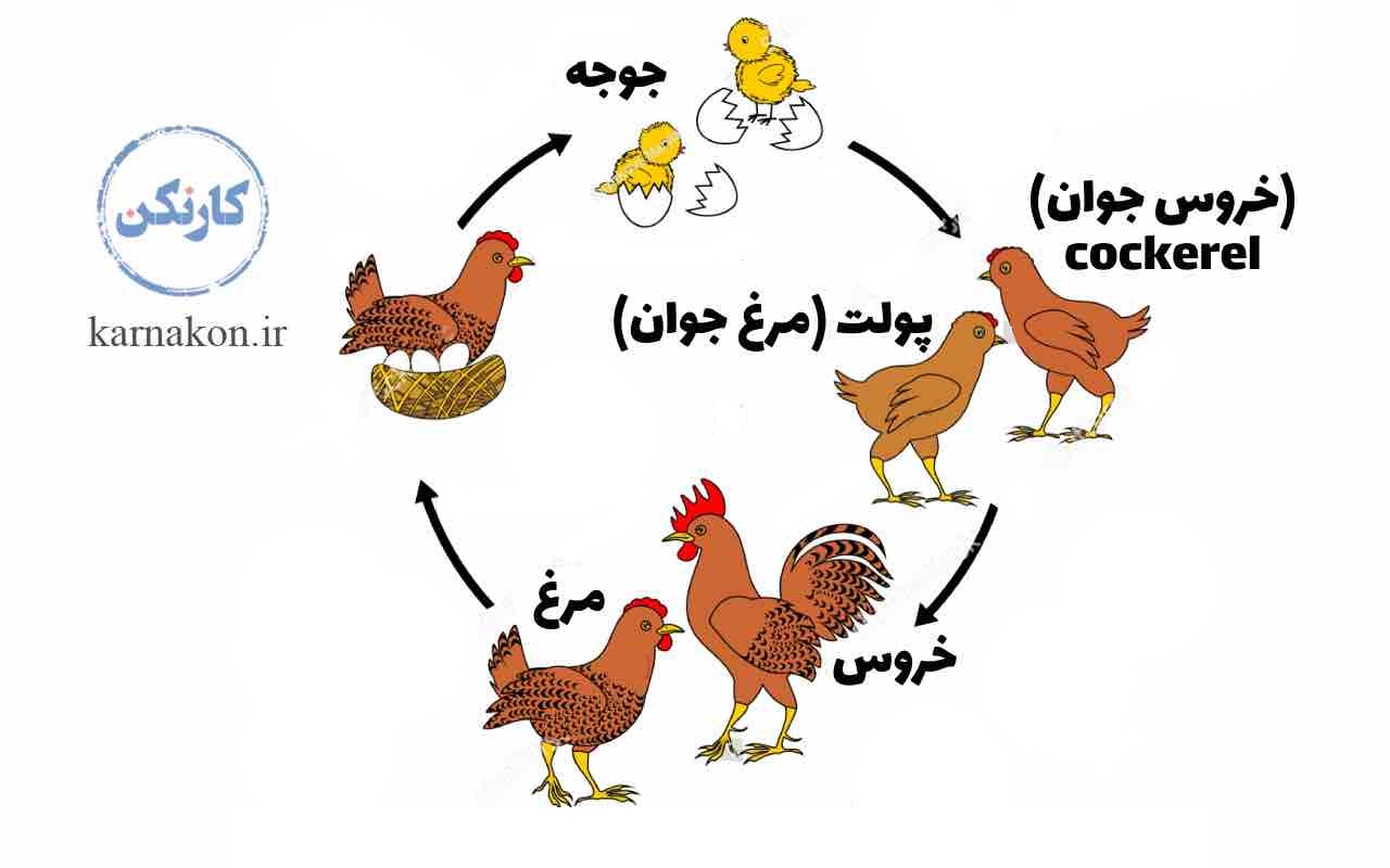 شناخت مراحل رشد برای آموزش پرورش مرغ بومی