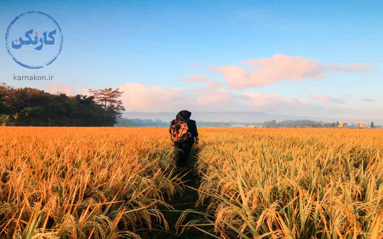 لیست استارتاپ‌های کشاورزی در زمینه فروش برنج