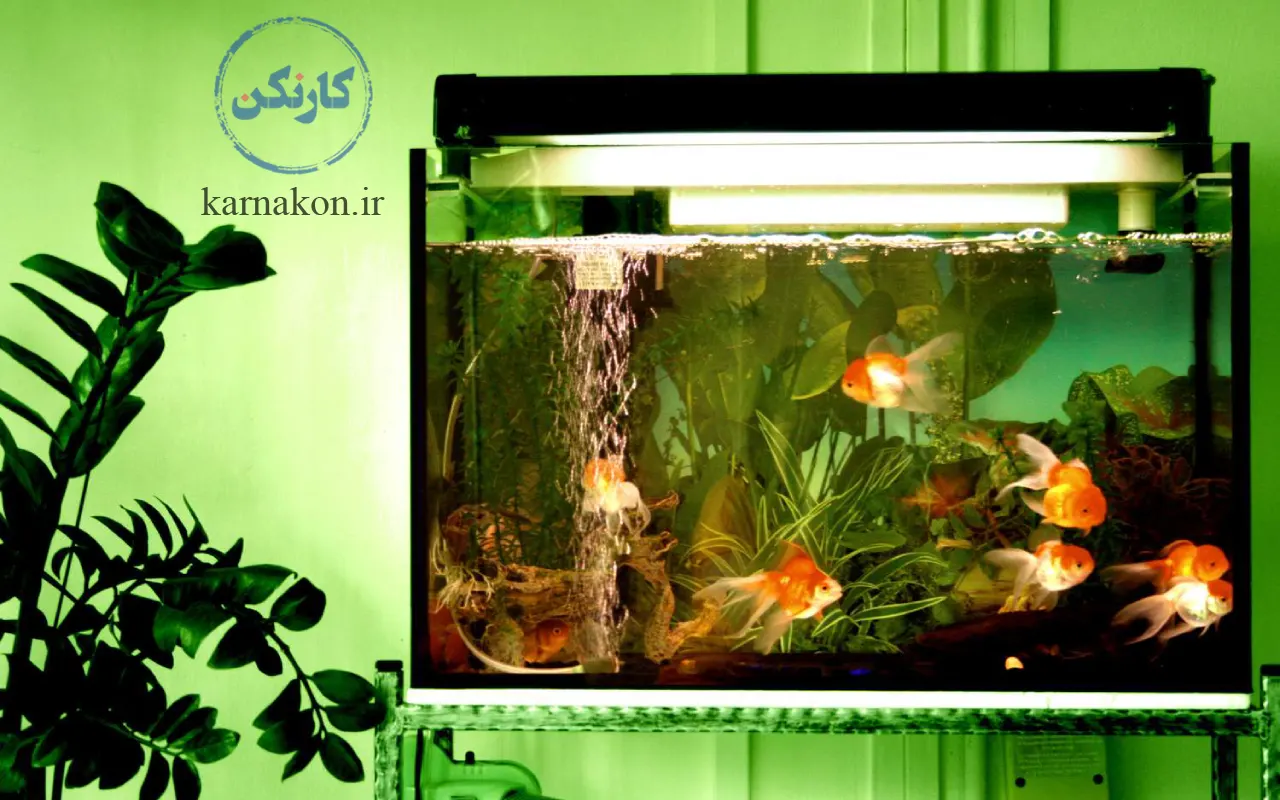 پرورش ماهیان زینتی