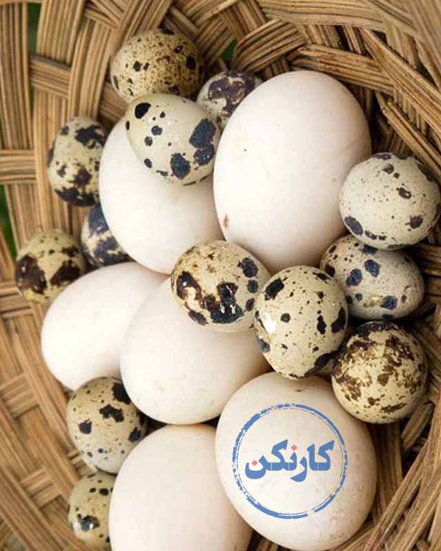 تخم پرندگان مختلف در موزه اقامتگاه، برای نمایش دادن به گردشگران