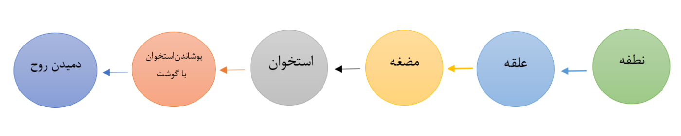 مراحل مختلف خلقت انسان از دید اسلام